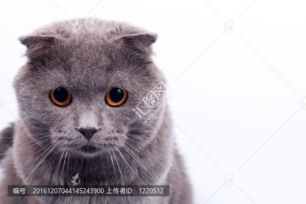 灰色的貓