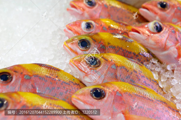 市場上出售的魚
