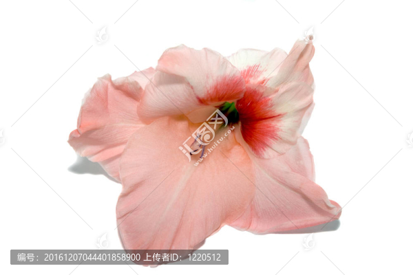 唐菖蒲