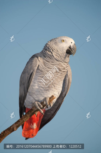 Parrot看著相機(jī)對(duì)著藍(lán)天。