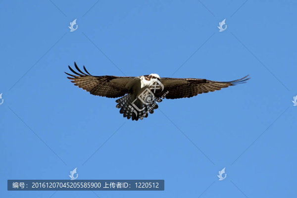 鶚（Pandion,haliaetus）