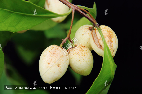 假橄欖屬