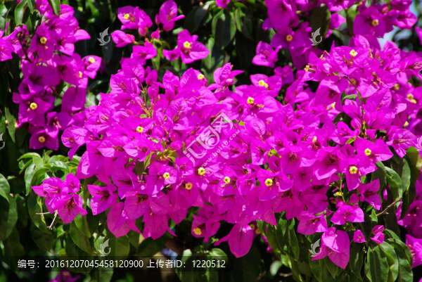 Bougainvillea,11