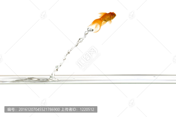 跳躍的金魚(yú)