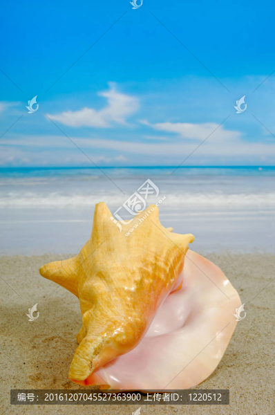 海螺在海灘上