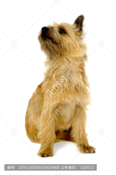 凱恩梗犬。