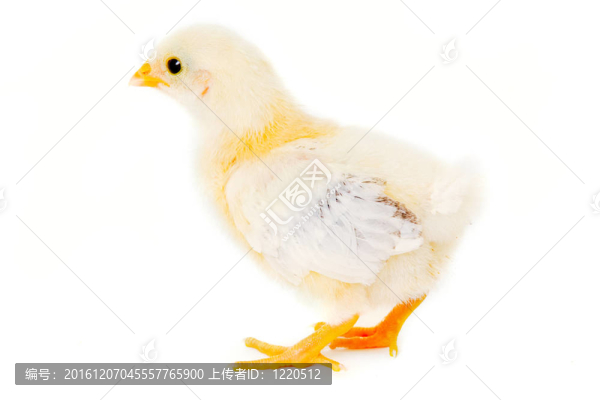 雞