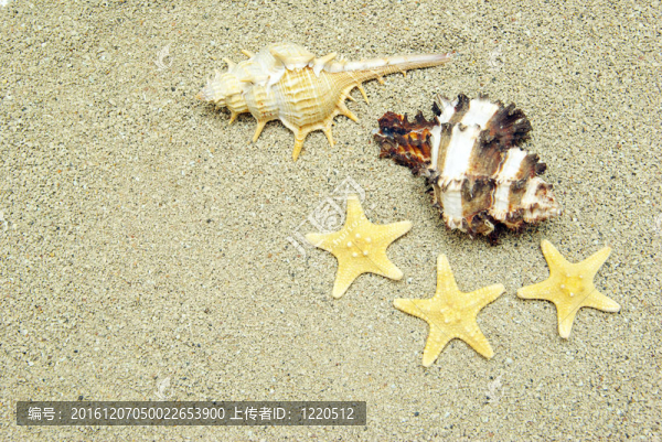 海星和貝殼