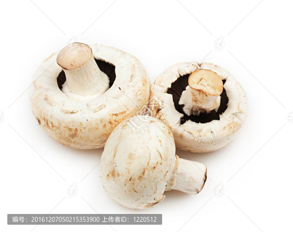 白蘑菇白