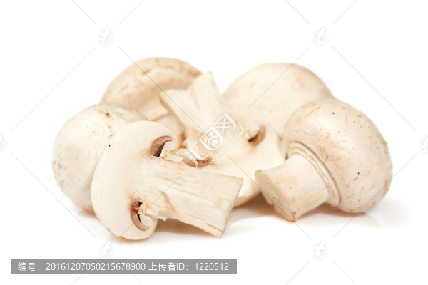 白蘑菇白