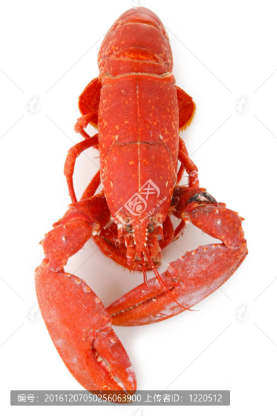龍蝦