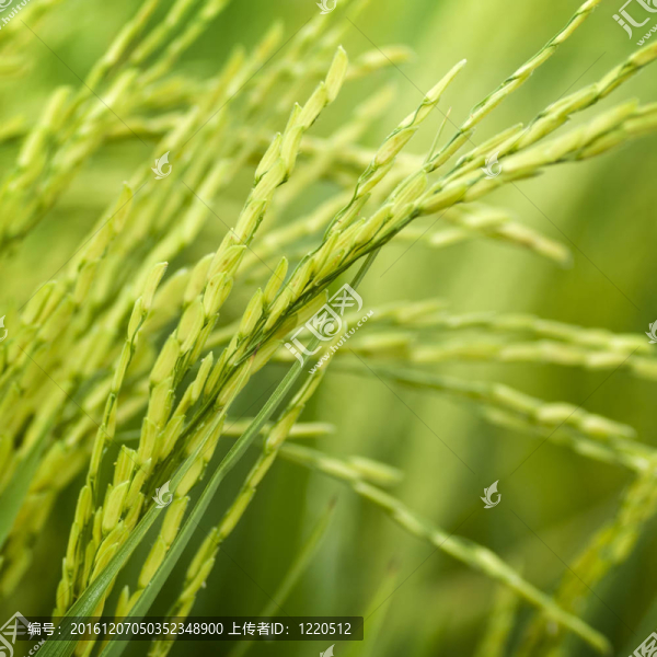 水稻