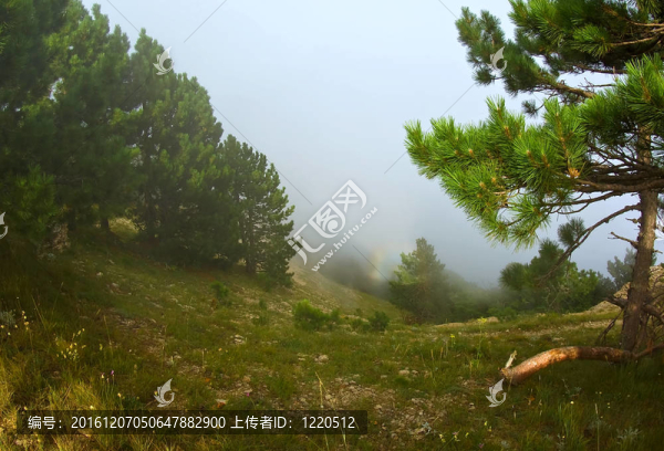 迷霧中的彩虹