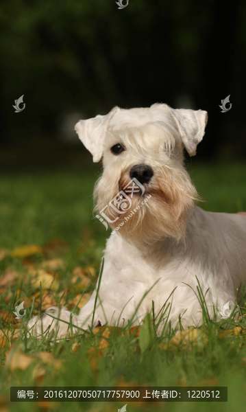 Zwerg,Schnauzer,portrate