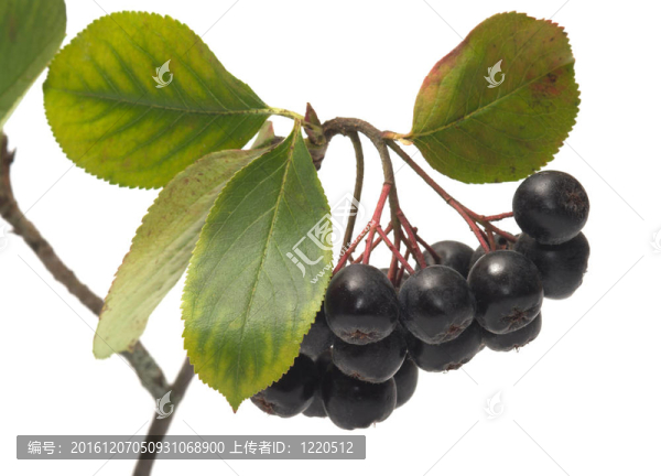 Aronia。