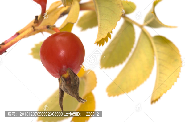 Dogrose,berry。