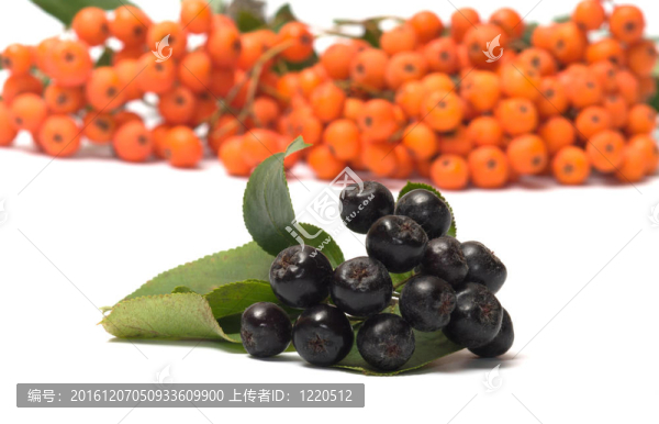 Ashberry。