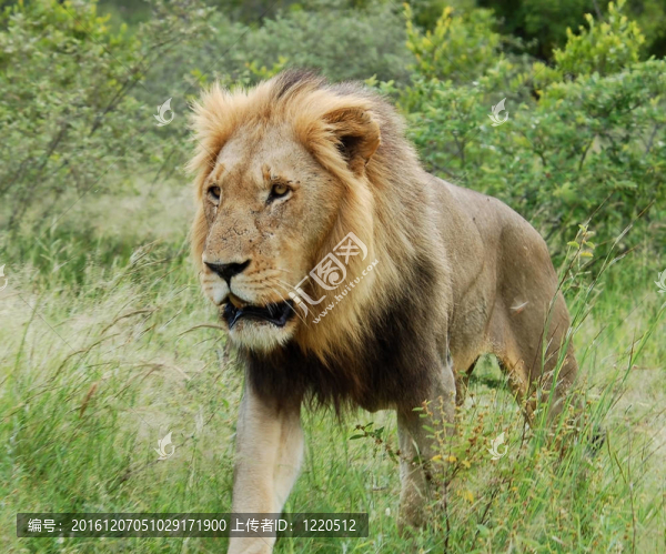 獅子（Panthera,leo）