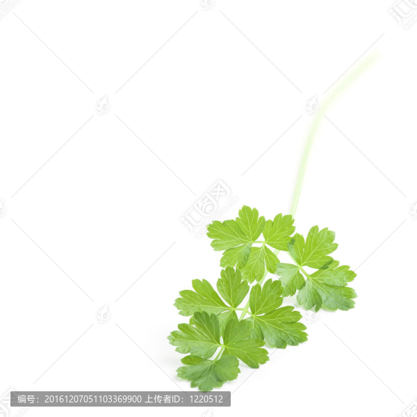 西芹