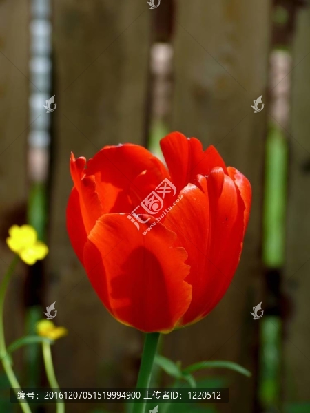 春天的花朵。紅色郁金香。