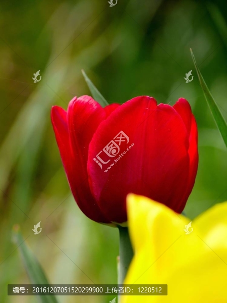 春天的花朵。紅色郁金香。
