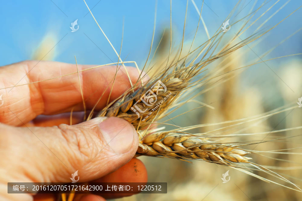 黑麥