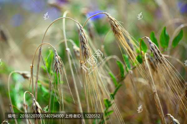 黑麥