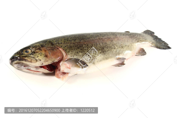 鱒魚