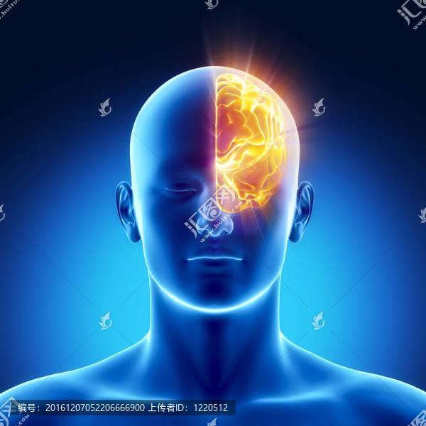 左半球的概念