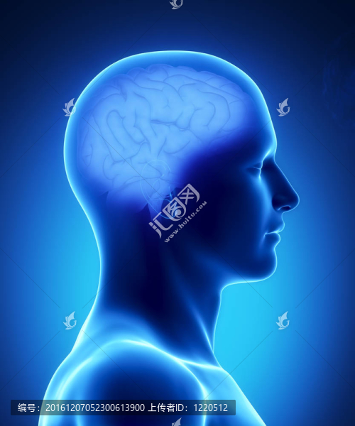 人類大腦的解剖