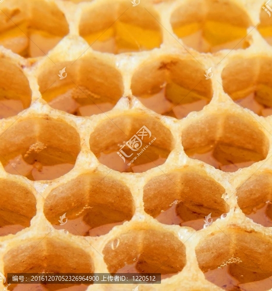 蜂窩