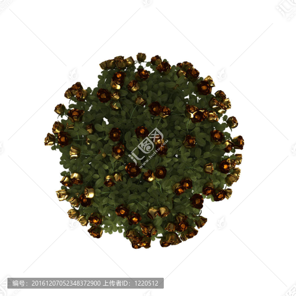 像布什的金色玫瑰