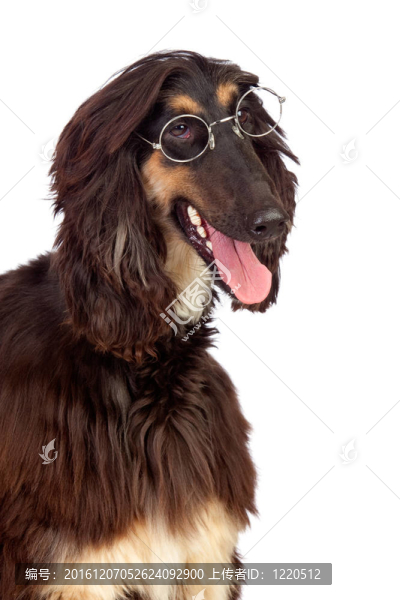 戴眼鏡的阿拉伯獵犬