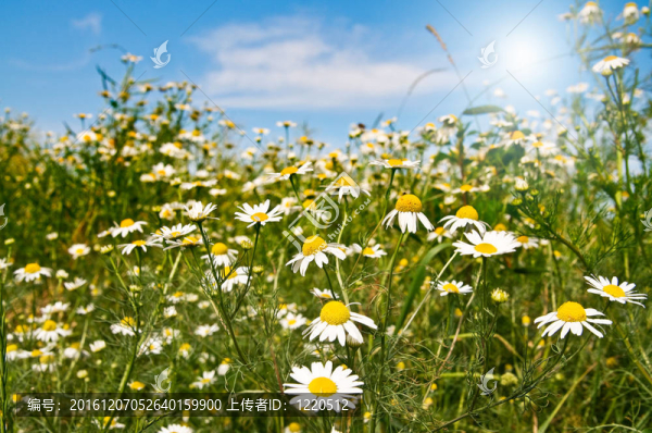 沉默camomiles；陽光和藍(lán)天。