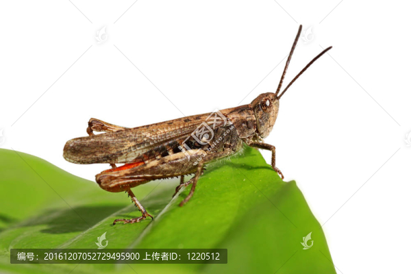 蚱蜢