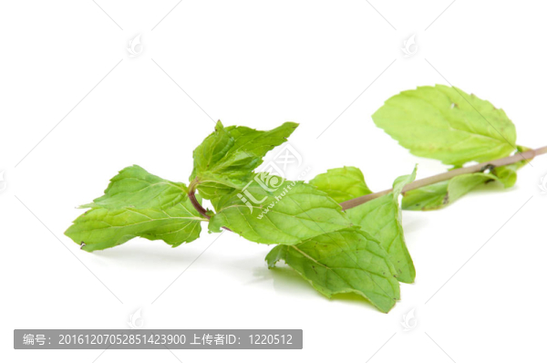 薄荷枝