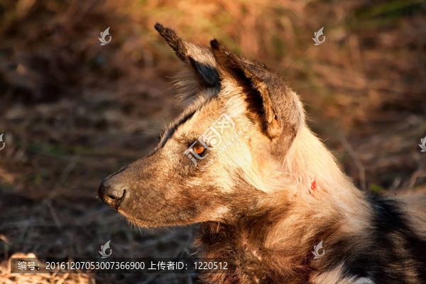 野狗躺在草地上曬太陽