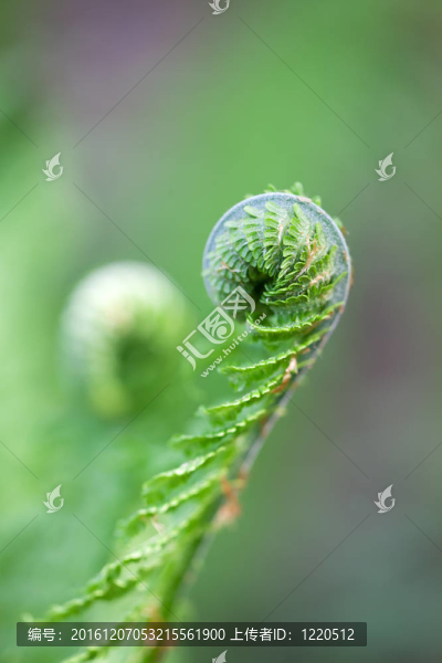 春蕨蕨螺旋