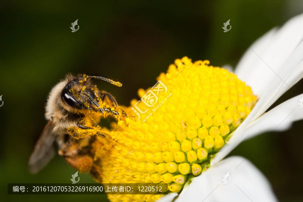 孤蜂采集花粉