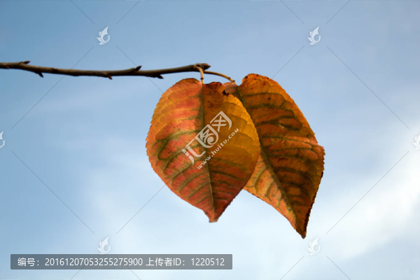 藍(lán)天背景下的秋葉