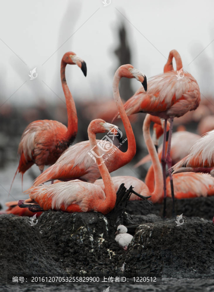 大火烈鳥（Phoenicopterus,ruber）