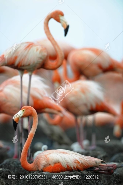 大火烈鳥（Phoenicopterus,ruber）