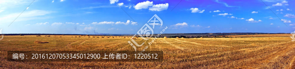 成熟麥田