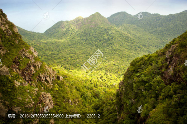 叢林景觀