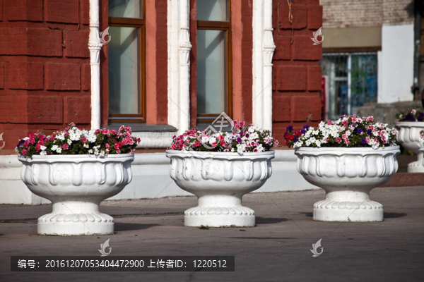 多色花