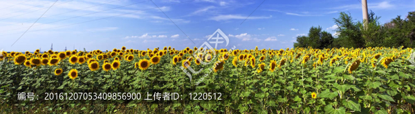 美麗的向日葵田野在陽光燦爛的夏天