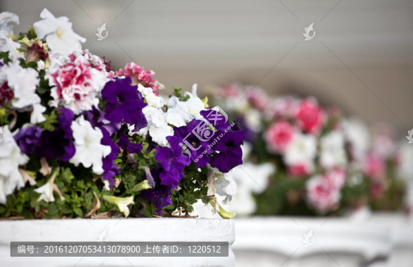 多色花