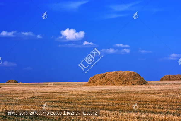 成熟麥田