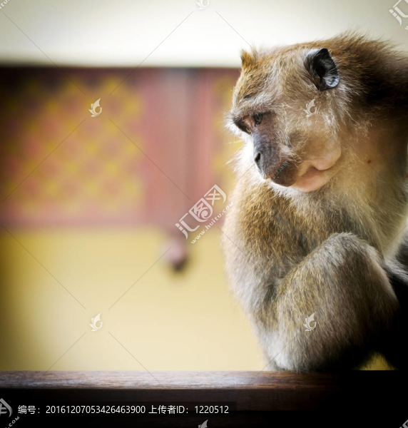 長(zhǎng)尾猴