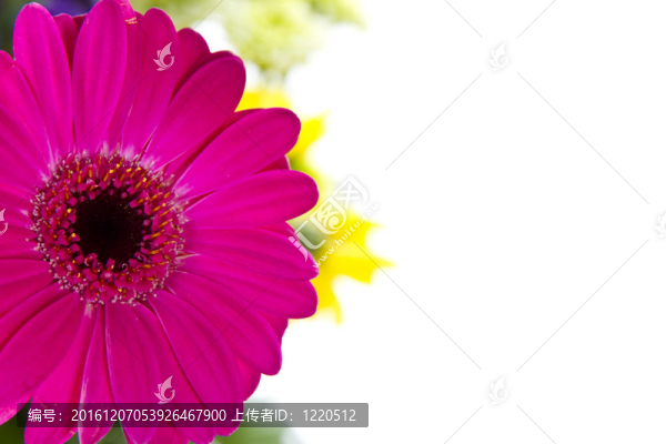 Pink,Gerber,daisy和其他花卉隔離